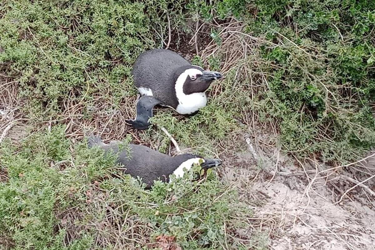 dua penguin berdiri di rumput