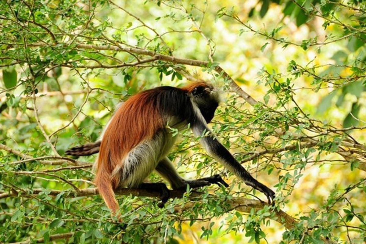 seekor monyet sedang duduk di atas dahan pokok