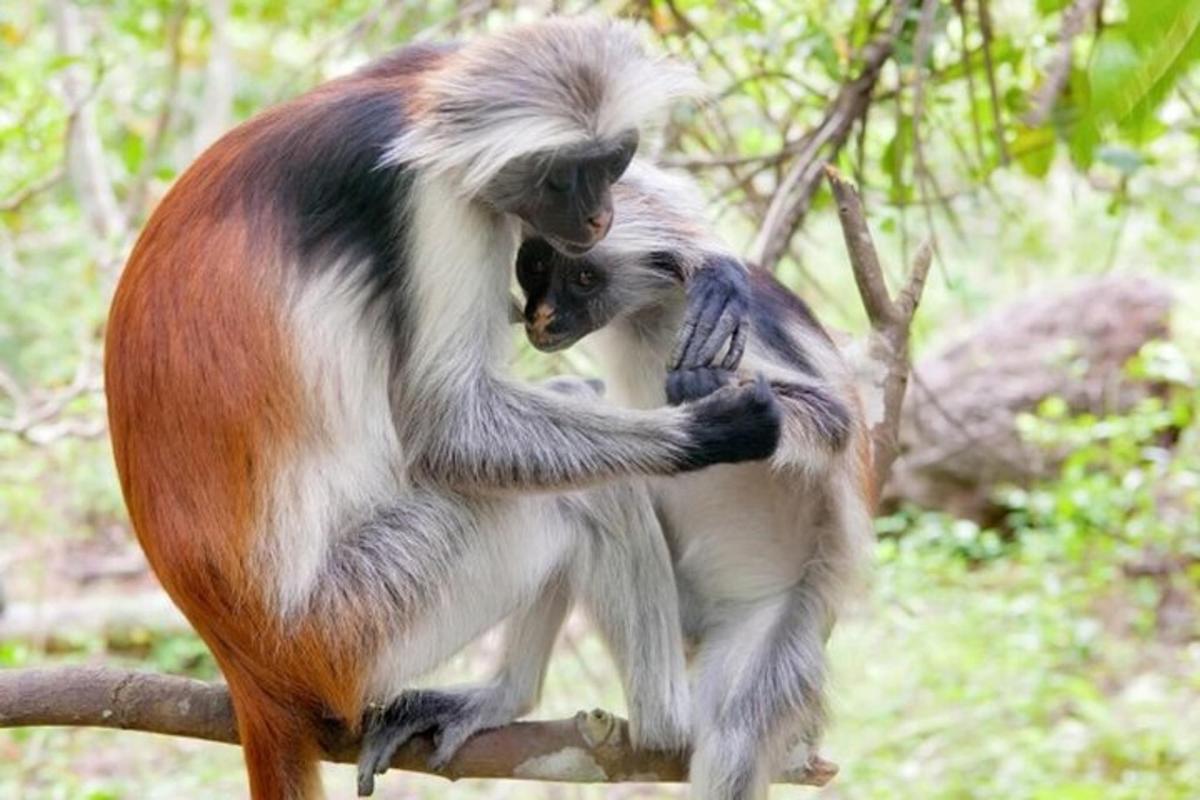 dua ekor monyet berdiri di atas dahan pokok
