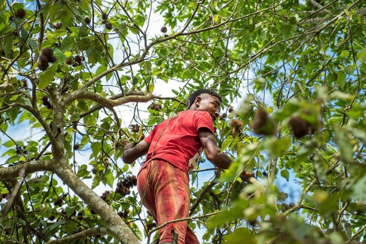Un niño parado en un árbol recogiendo fruta