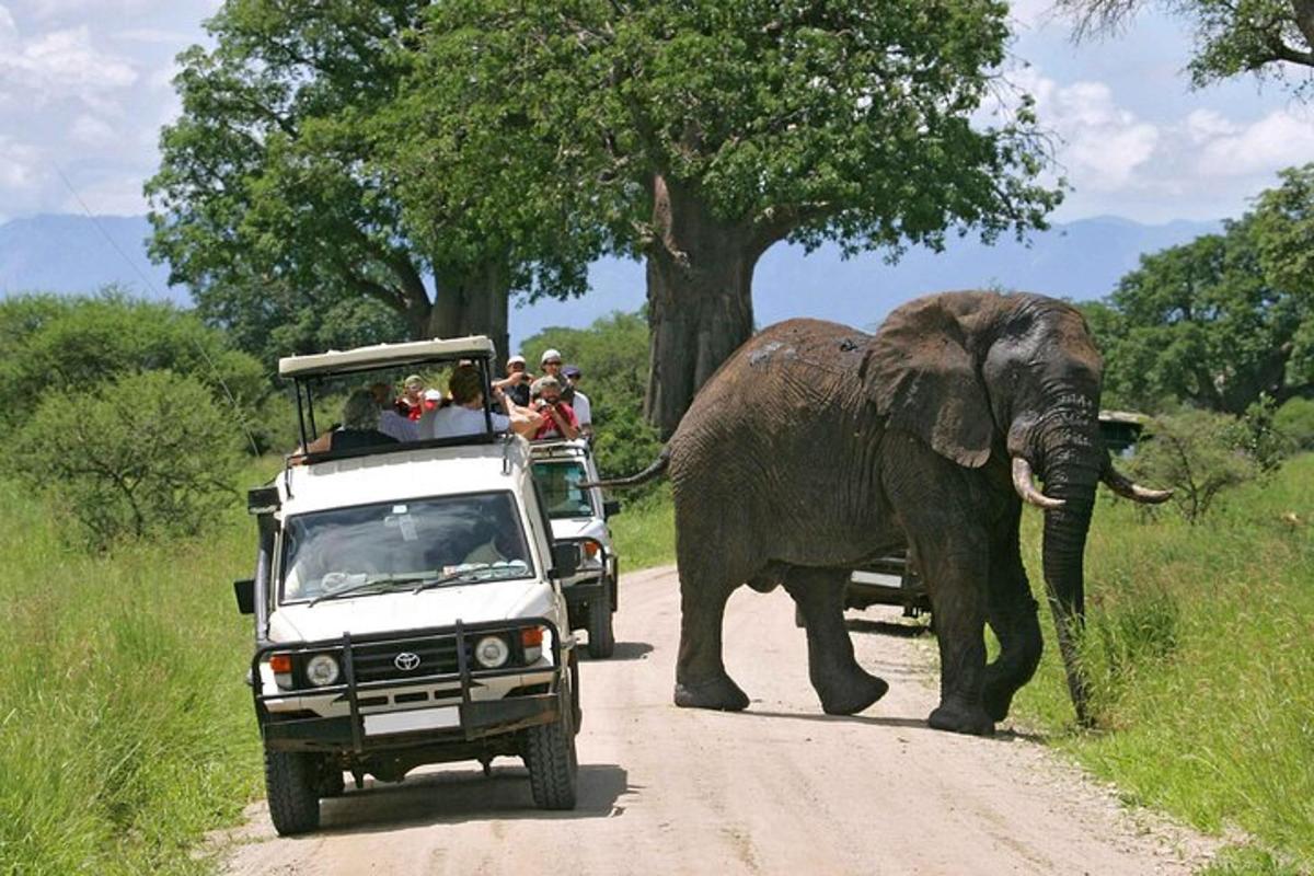 un elefante che cammina lungo una strada accanto a un camion