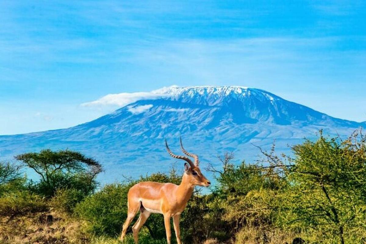 una gazzella in piedi davanti a una montagna