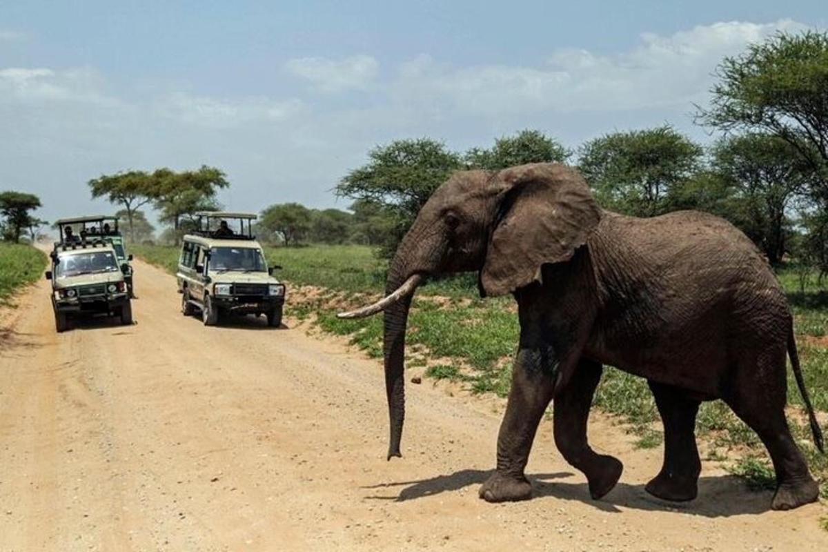 un elefante che attraversa una strada sterrata davanti ai veicoli