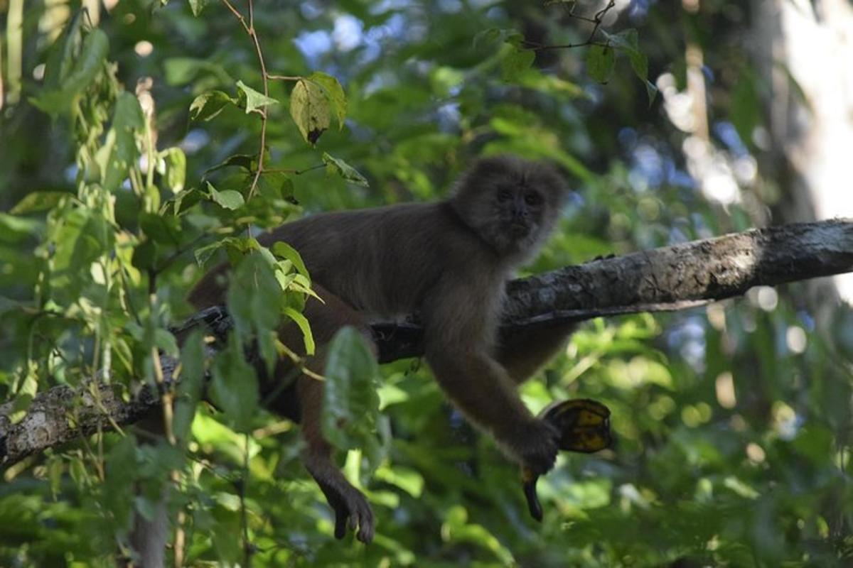 a monkey is sitting on a tree branch