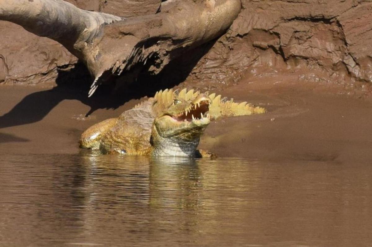 alligator í vatninu með opinn munninn