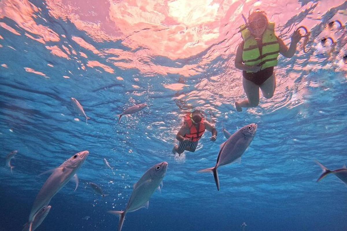 un gruppo di persone che nuotano nell'acqua con gli squali