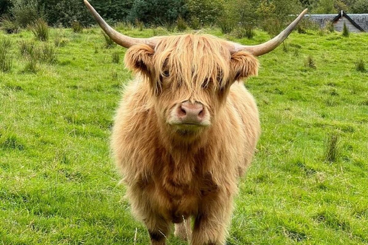 Una vaca marrón con cuernos largos parada en un campo