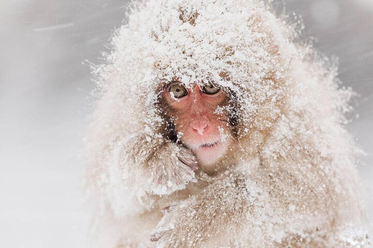a monkey covered in snow with its face