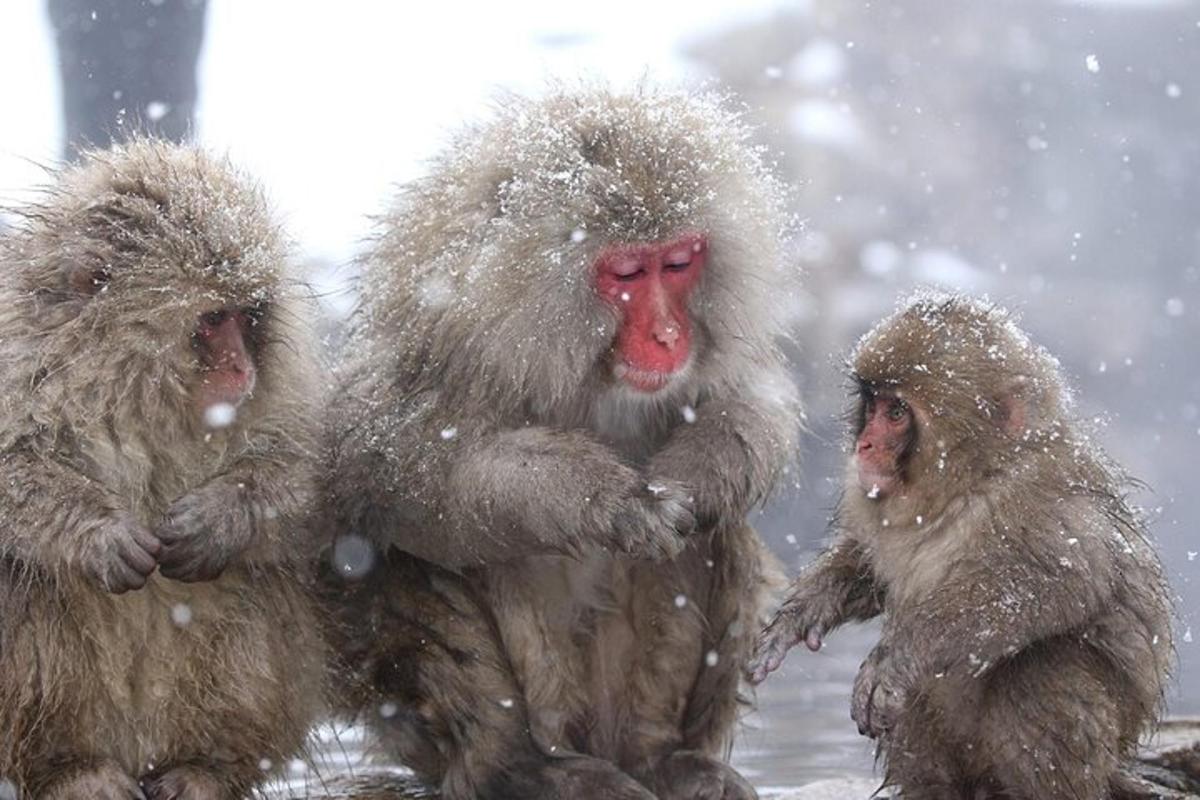 a group of three monkeys sitting in the snow