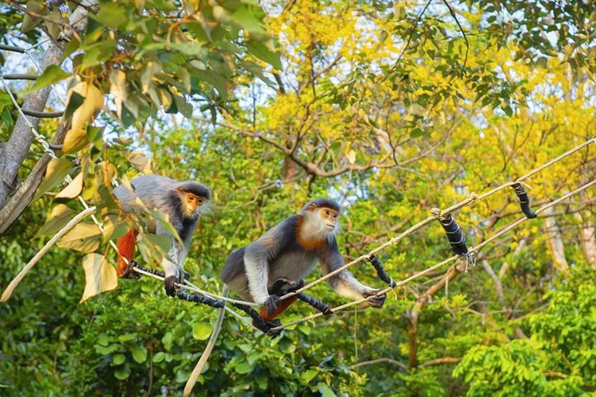 dois macacos sentados em cordas em uma árvore