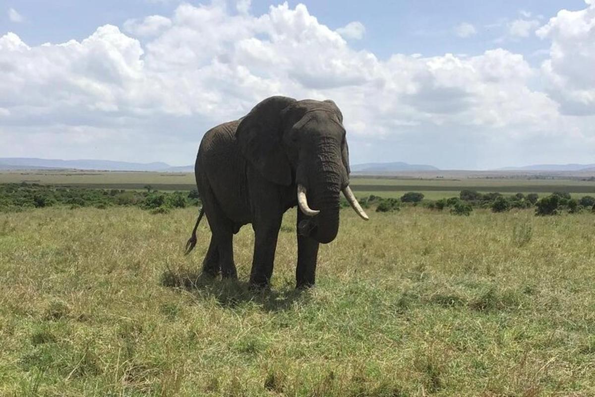 un elefante in piedi in un campo d'erba