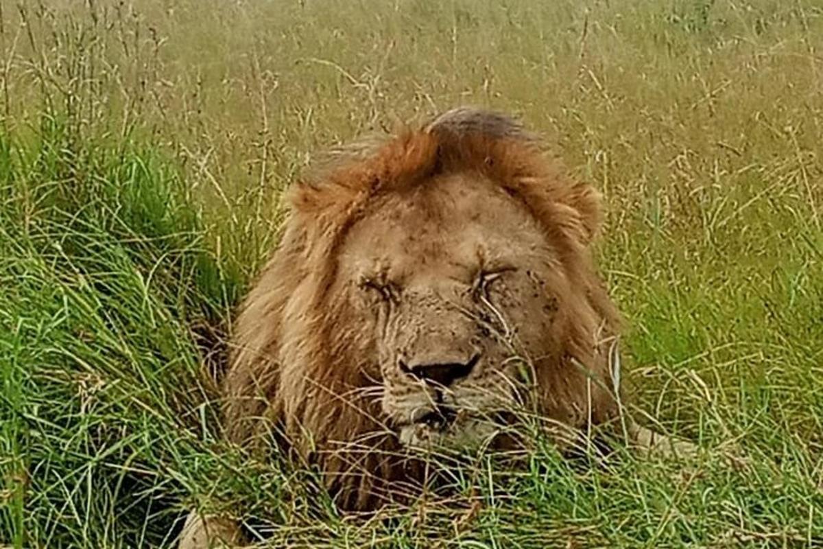 un leone sdraiato in un campo di erba alta