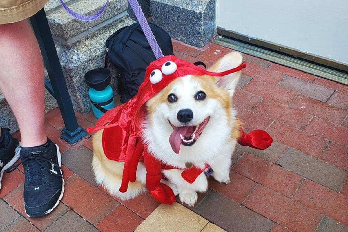 a dog wearing a costume on a leash