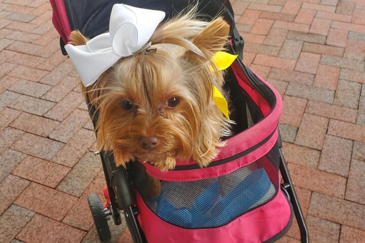 a small dog in a pink stroller