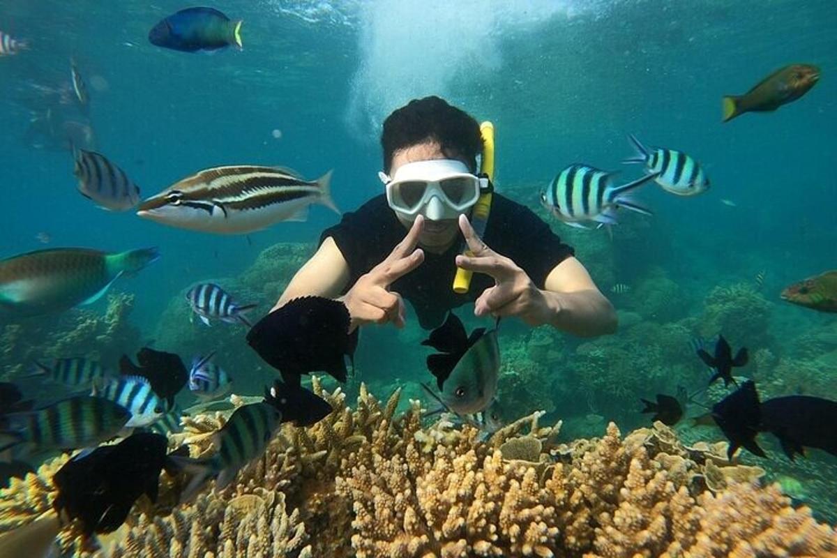 o persoană cu un snorkel și un grup de pești