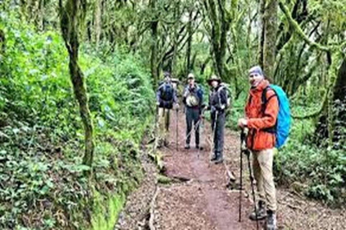 a group of people walking on a trail in the forest