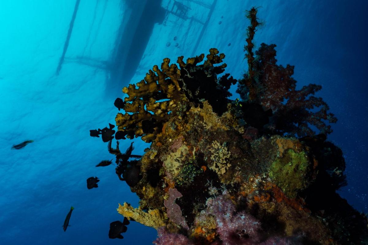 a sponge on a reef in the ocean