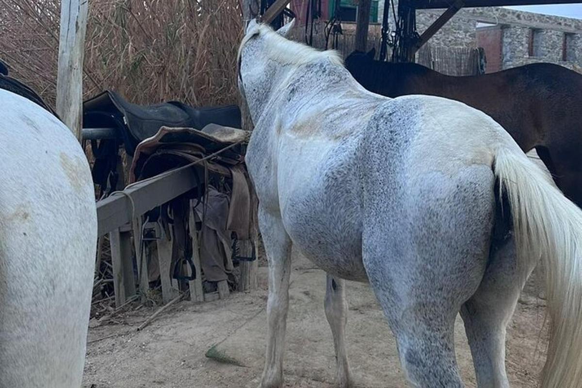 a white horse standing next to a fence