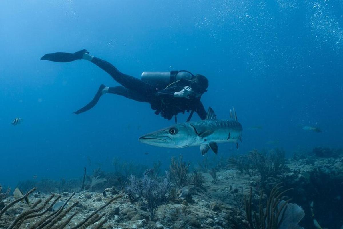 una persona che nuota su una barriera corallina con un pesce