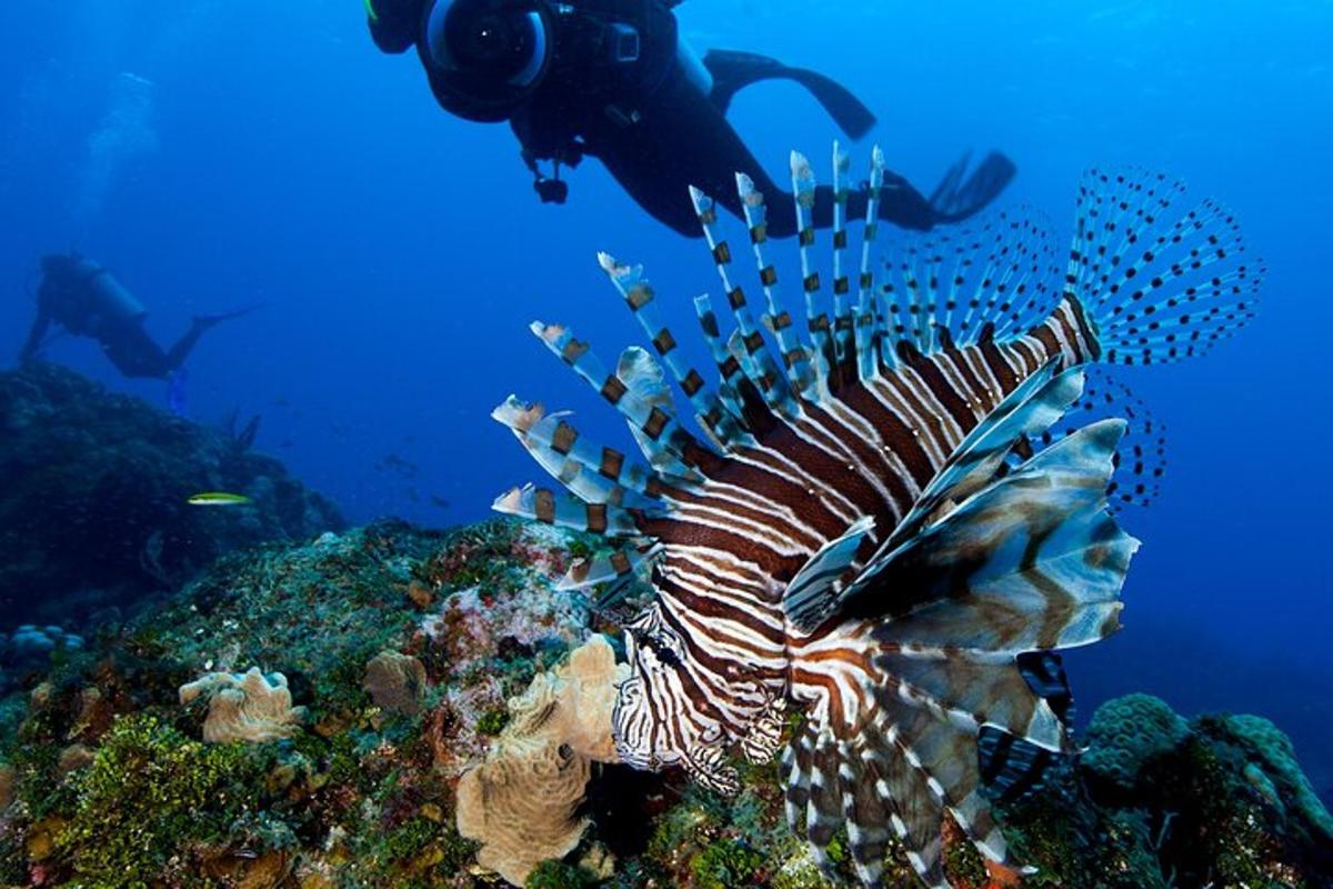 una persona che scatta una foto di un pesce leone nell'oceano