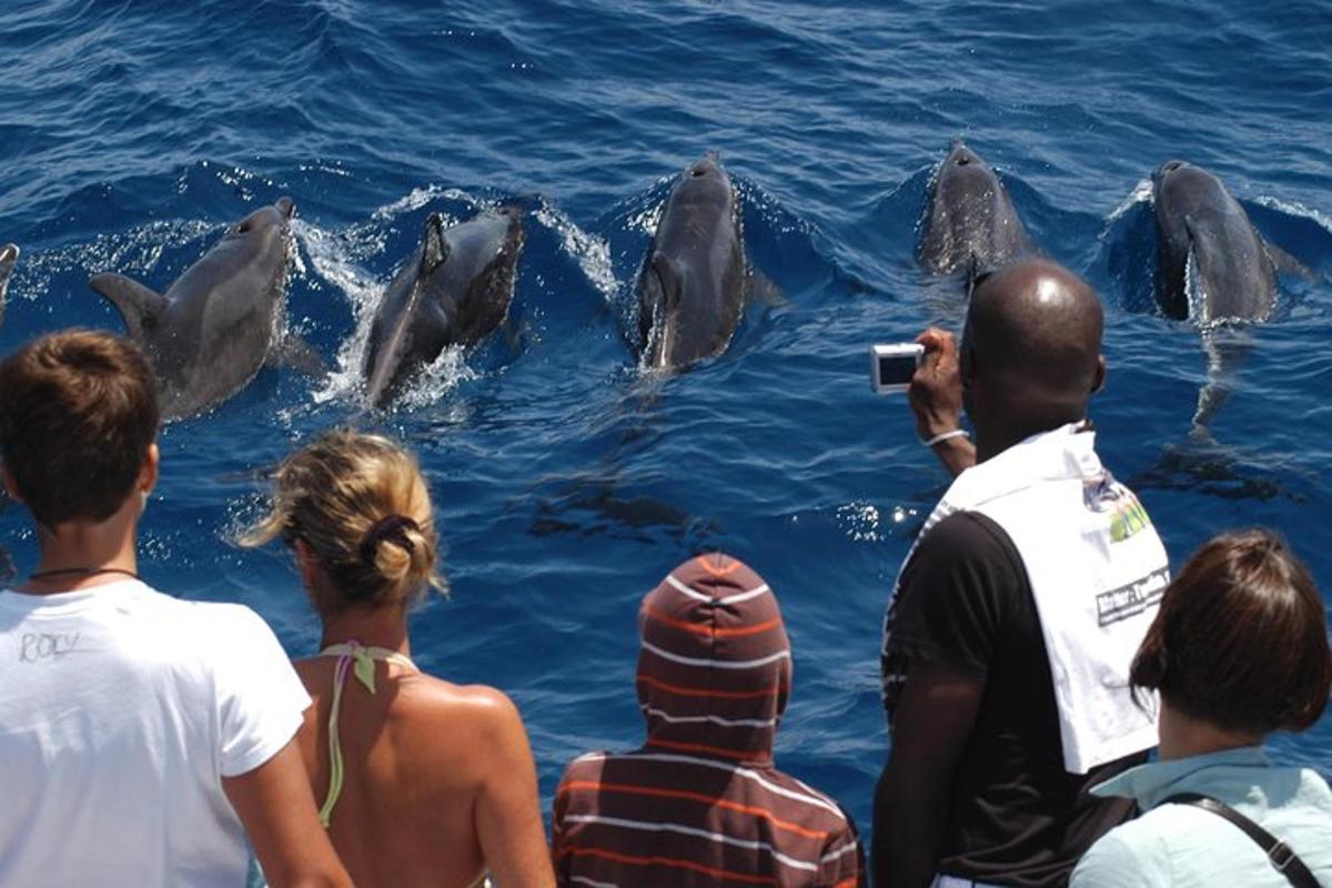 un gruppo di persone che scatta foto ai delfini in acqua