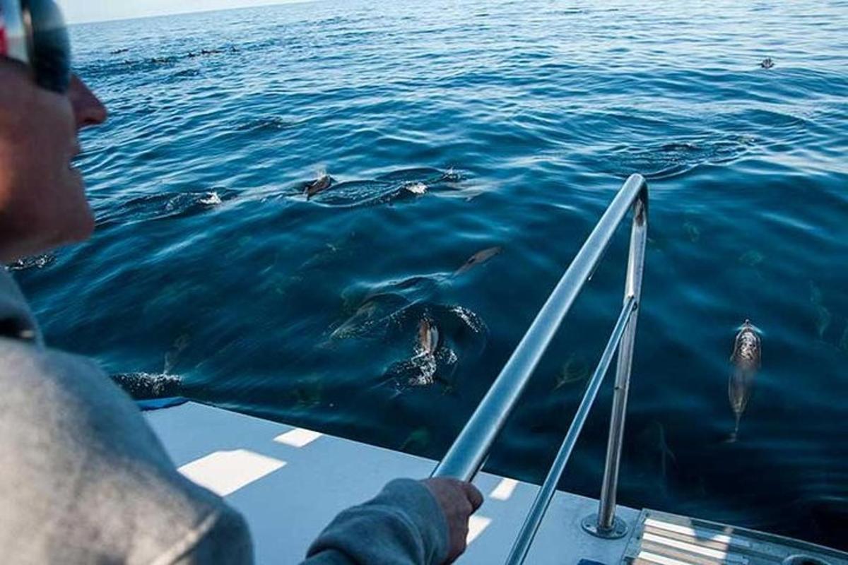 Un hombre en un barco mirando a un grupo de delfines.