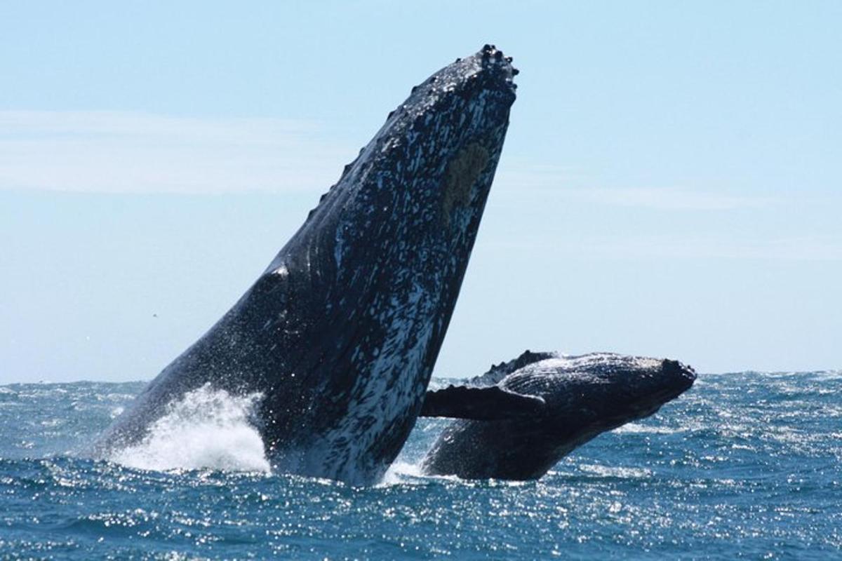 una balena in acqua con la coda alzata
