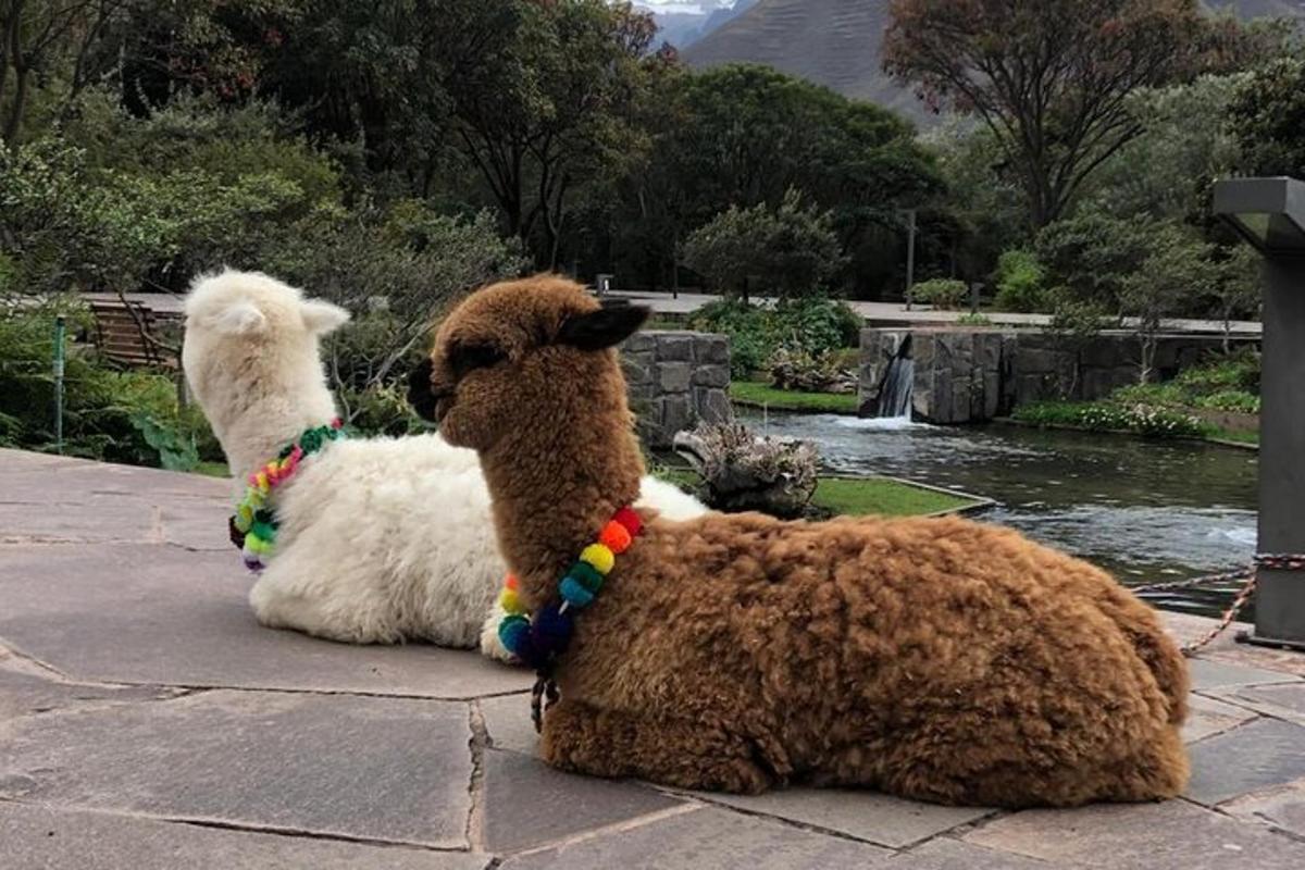 dos peluixos asseguts al costat d'un estany