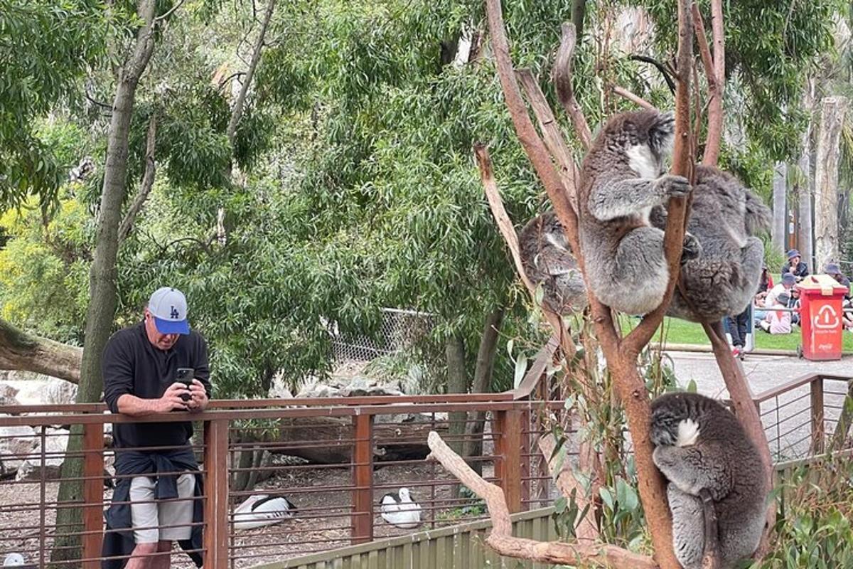 un bărbat care stă lângă un gard și se uită la urșii koala dintr-un copac