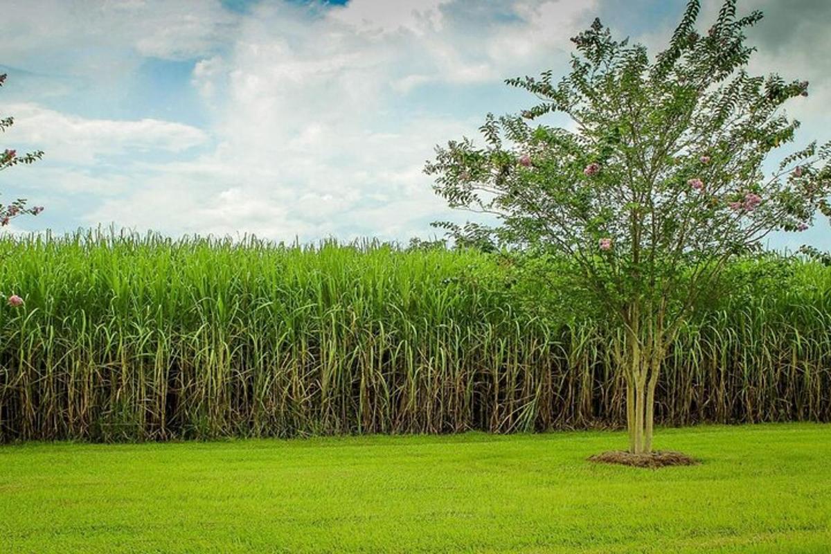 a tree in the middle of a field of grass