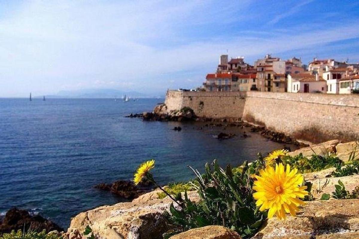 una flor groga asseguda al costat d'un penya-segat a prop de l'oceà