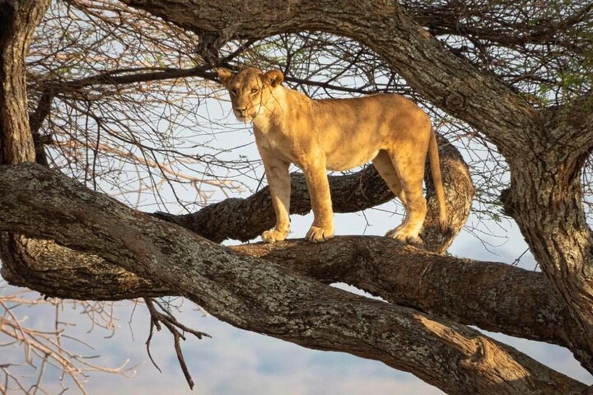 bir ağaç dalının tepesinde duran bir aslan