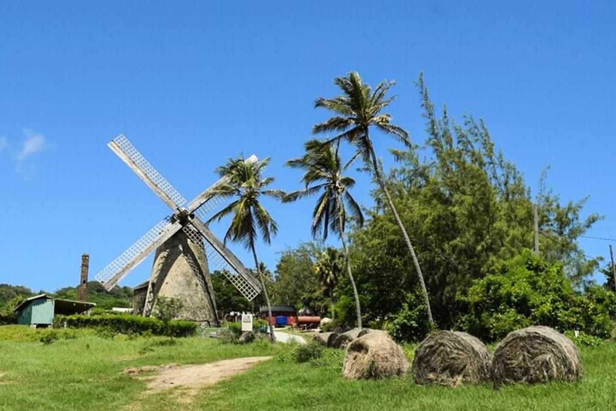 a windmill in a field with palm trees and hay