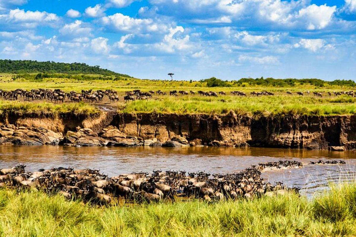 a herd of animals crossing a river in a field
