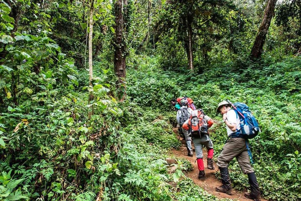 een groep mensen die op een pad in de jungle loopt