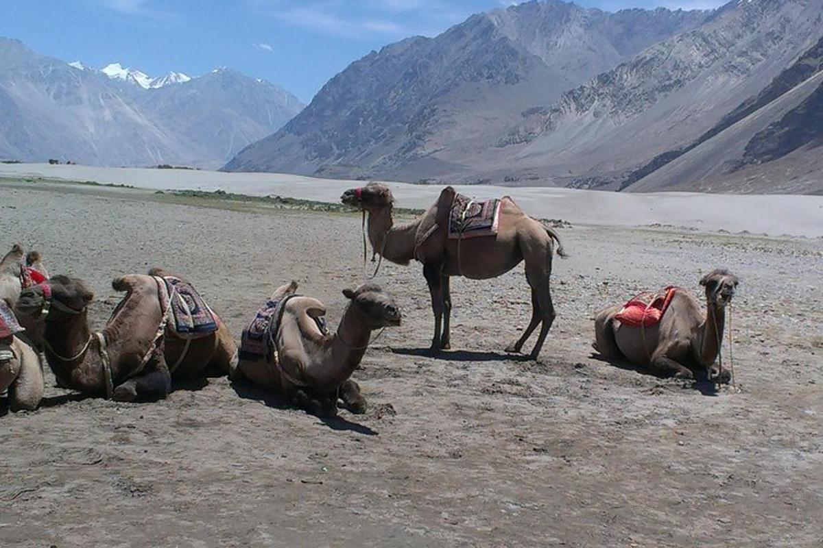 a group of camels laying on the ground in the desert