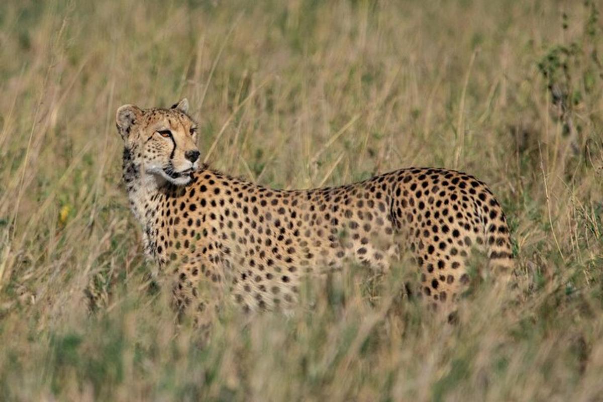 seekor cheetah berdiri di padang rumput tinggi