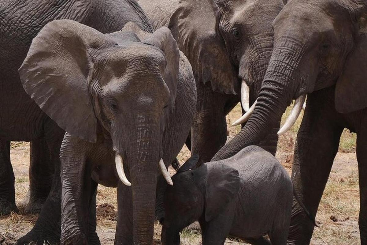 sekumpulan gajah berdiri di sebelah anak gajah
