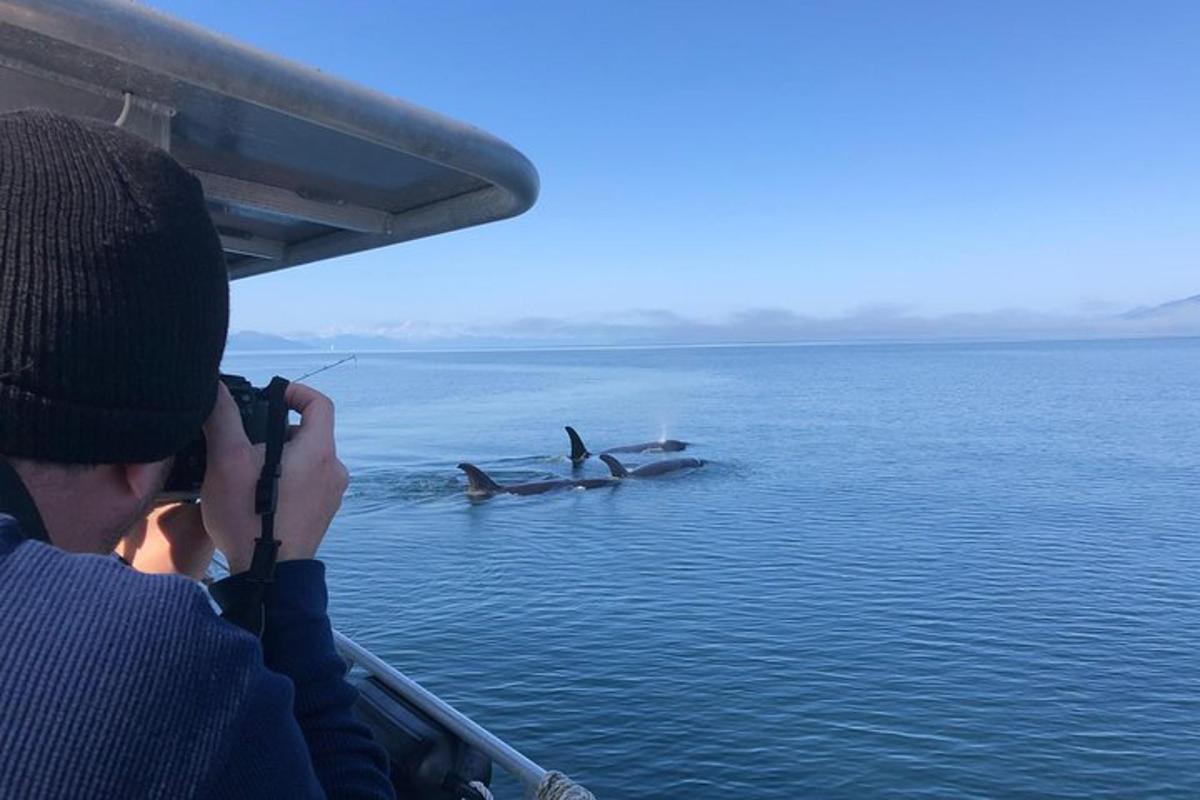 a man taking a picture of two dolphins in the water