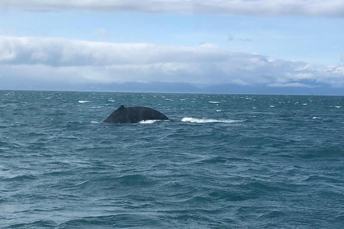 a whale in the ocean on a cloudy day