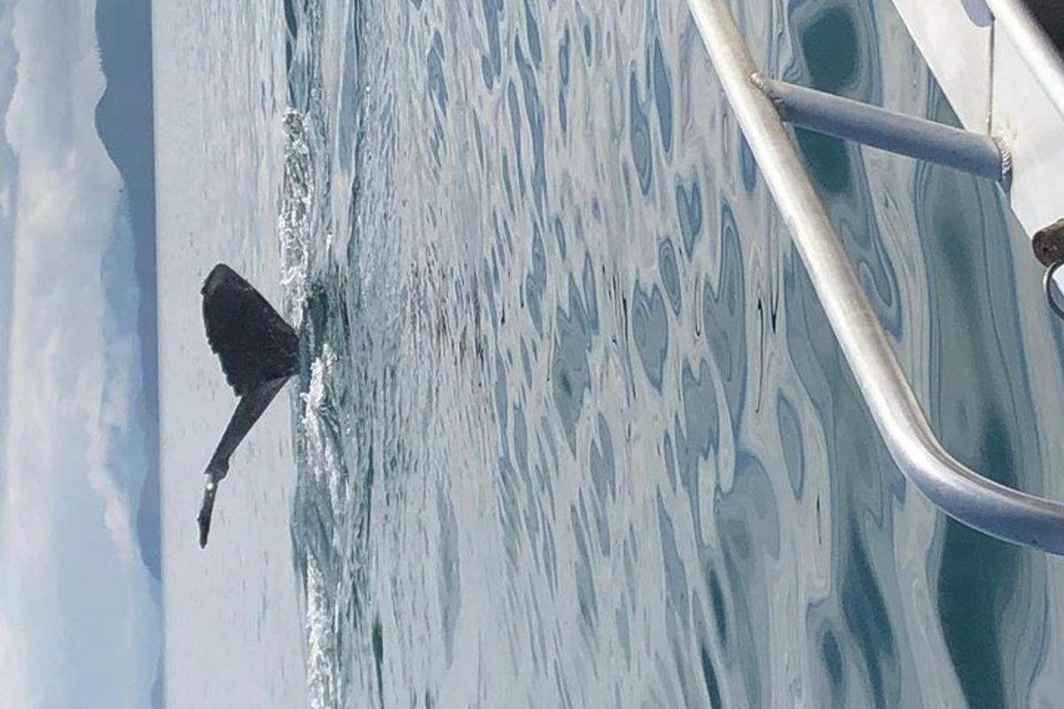 a bird is on the side of a boat
