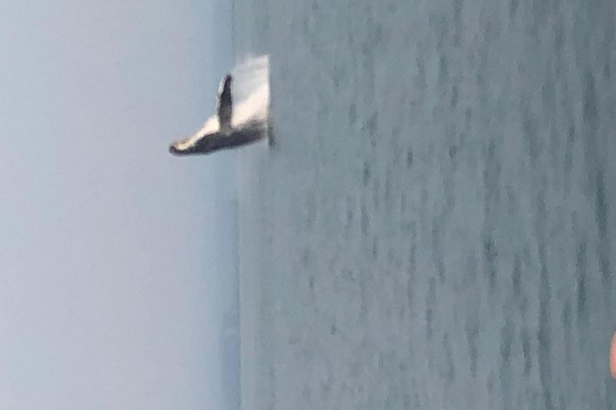 a bird is flying in the sky