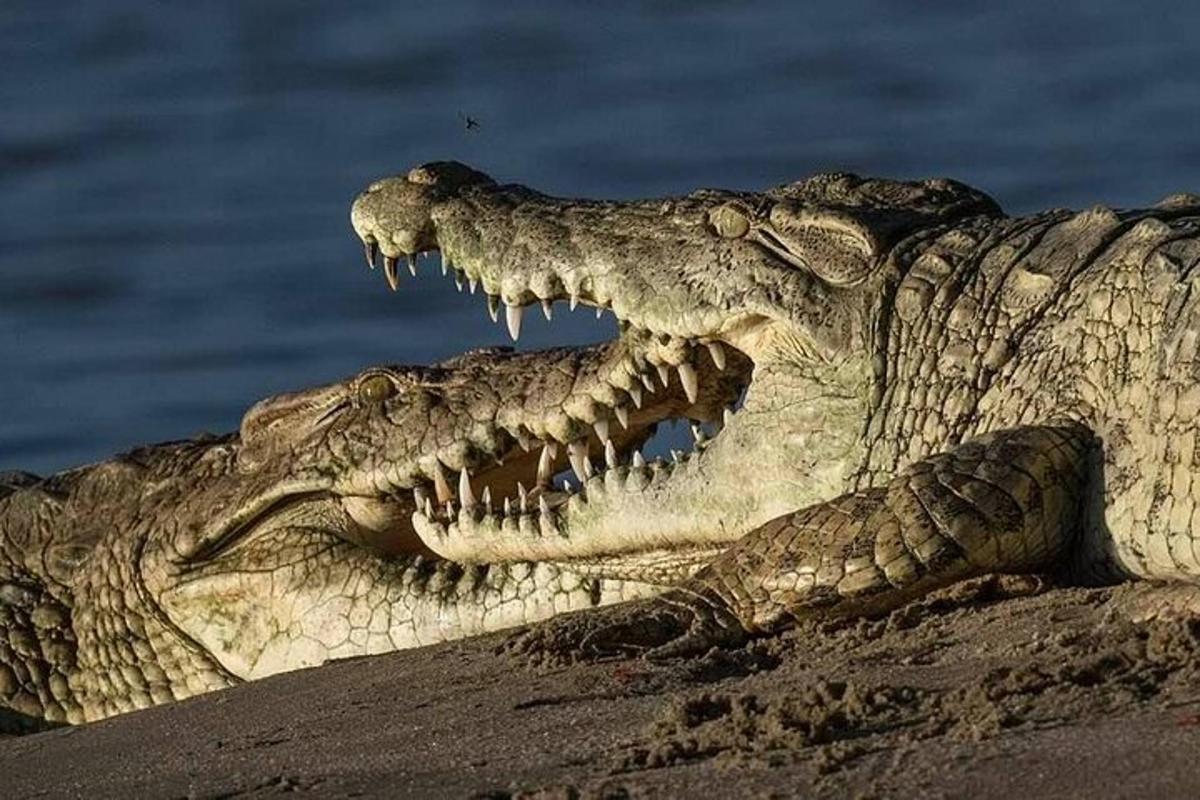 um crocodilo deitado na areia com a boca aberta