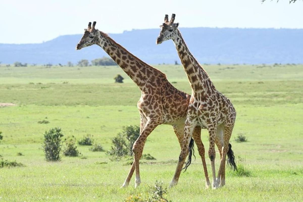 two giraffes standing next to each other in a field