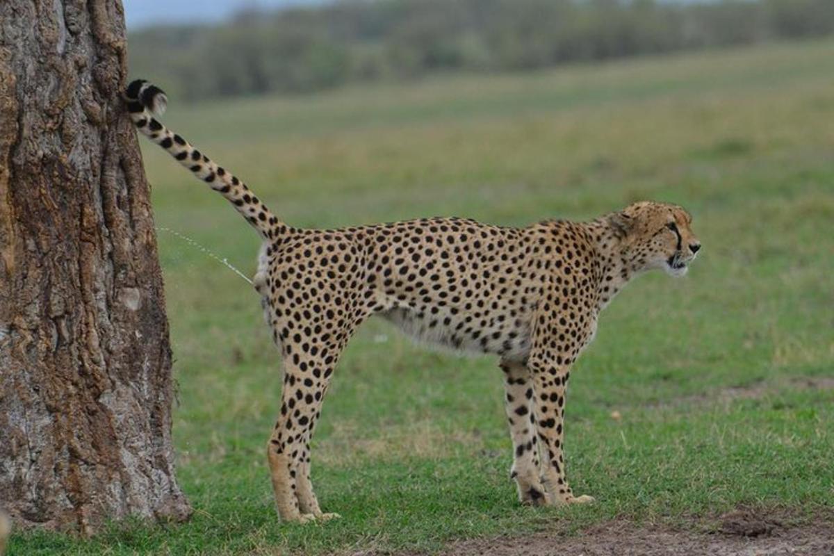 a cheetah standing next to a tree in a field
