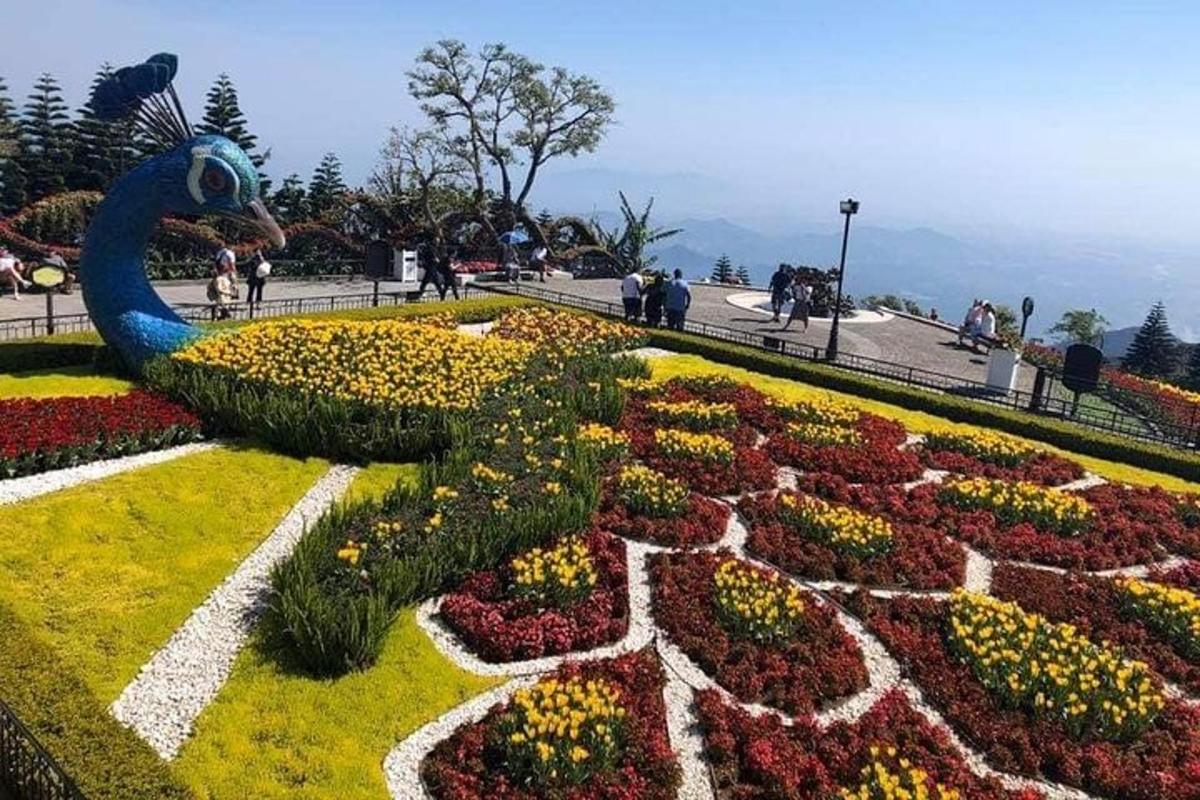 o grădină de flori cu un fluture în mijloc