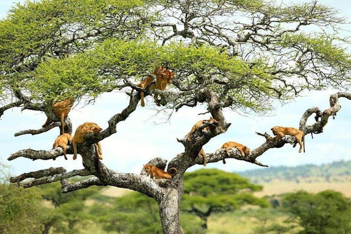 sekumpulan haiwan yang duduk di atas pokok