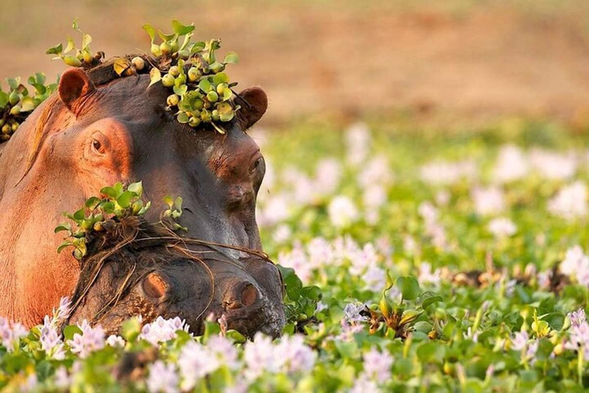 seekor lembu dengan sekuntum bunga di kepalanya