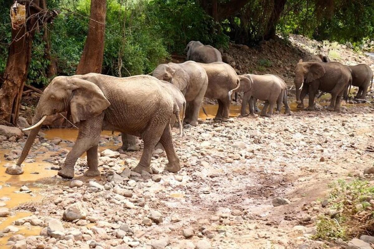 sekumpulan gajah berjalan di atas jalan berbatu
