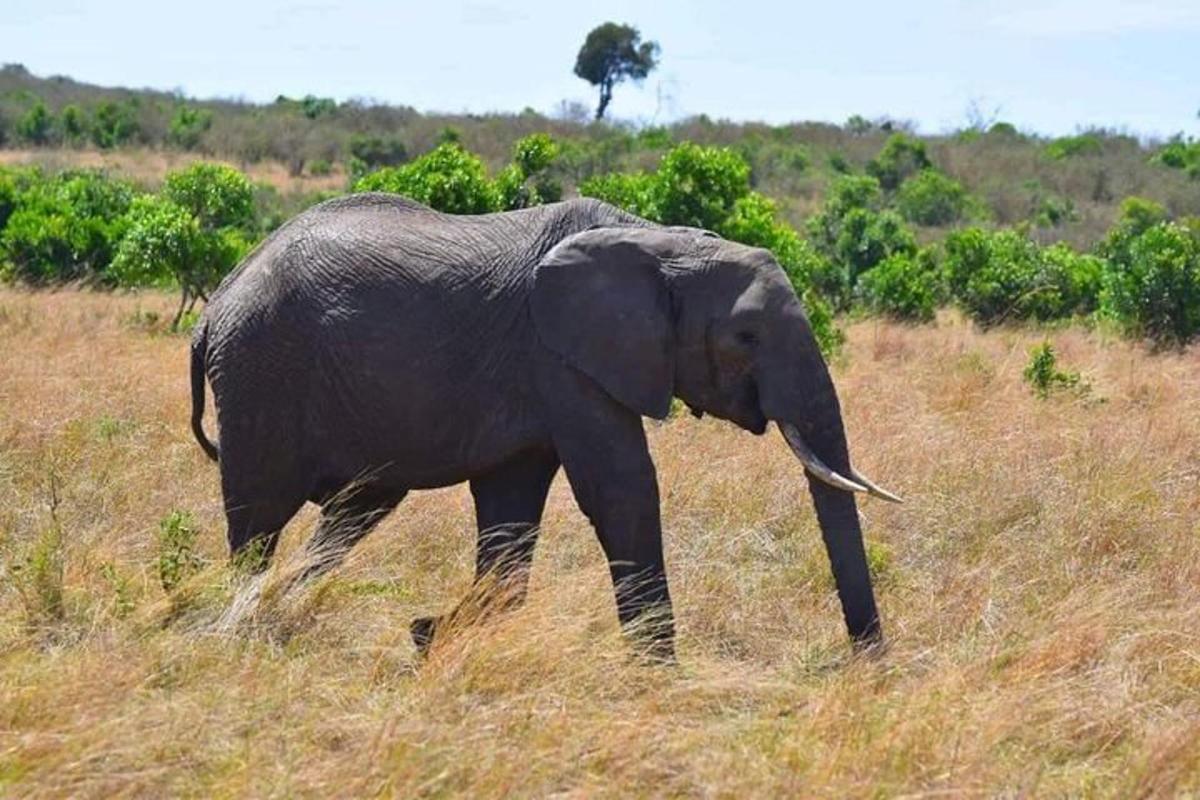un éléphant marchant dans un champ d'herbes hautes